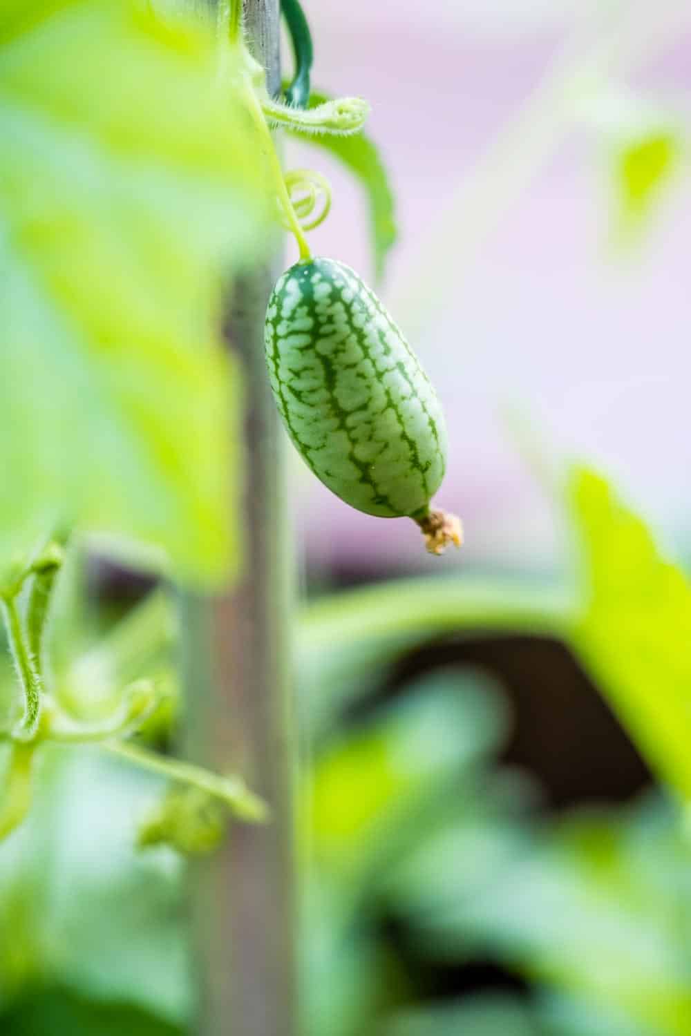 Die Früchte der mexikanischen Minigurke sehen aus wie kleine Wassermelonen