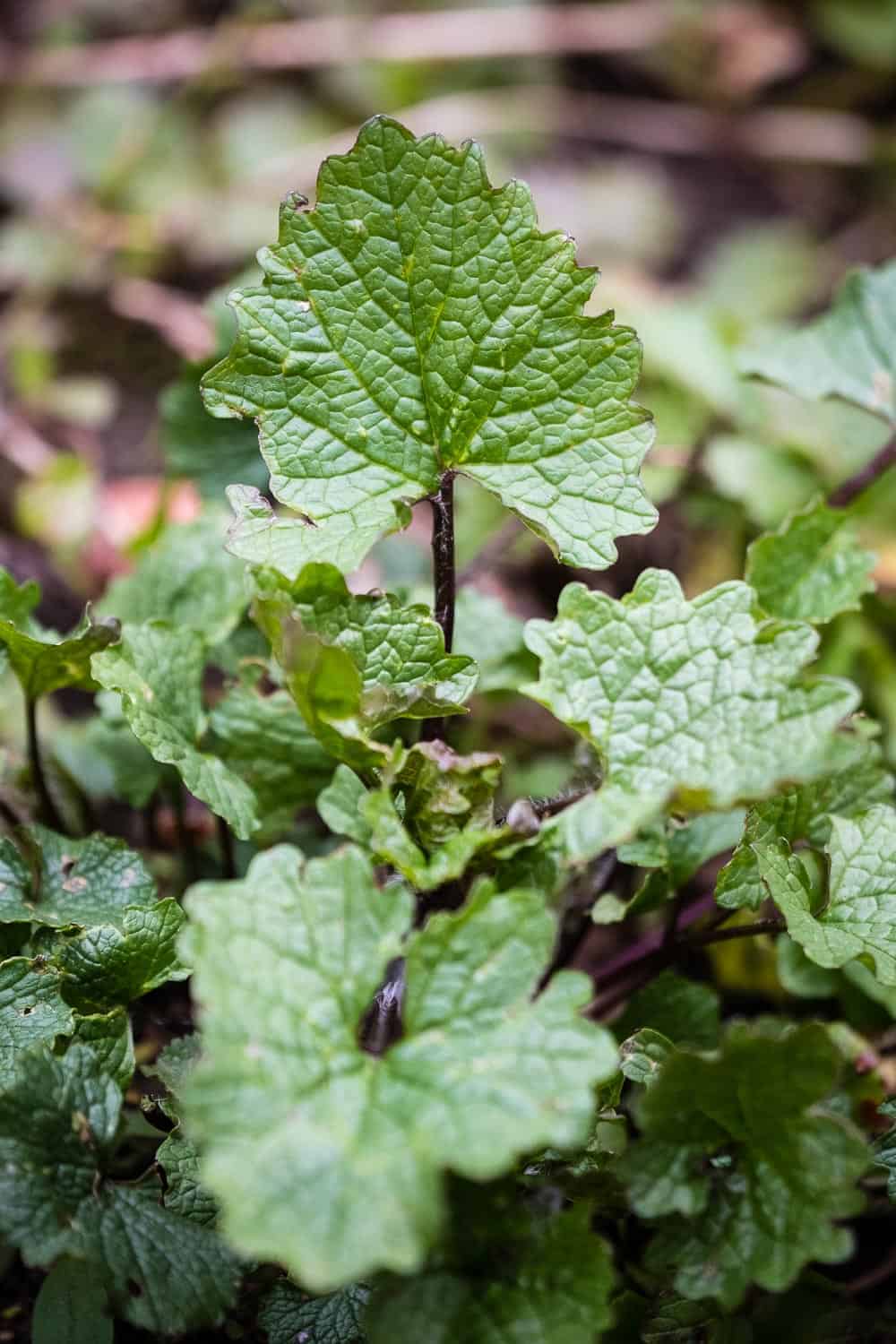 Knoblauchsrauke schmeckt leicht nach Knoblauch, einige Schmetterlinge sind auf ihre Blätter und Blüten angewiesen.