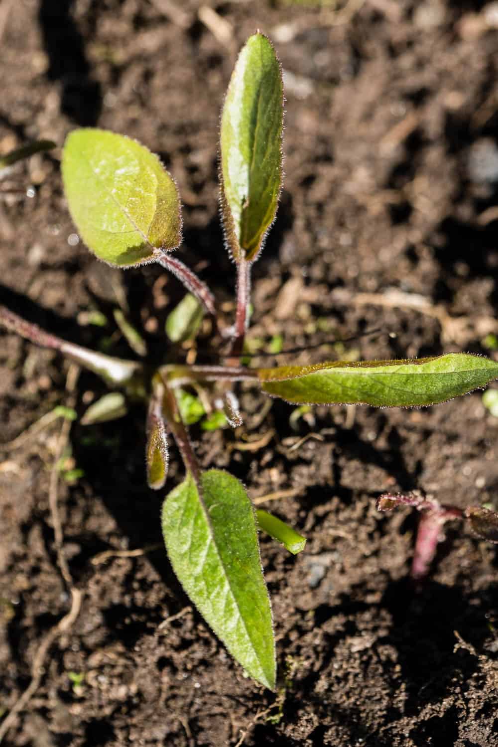 Waldglockenblume früh erkennen