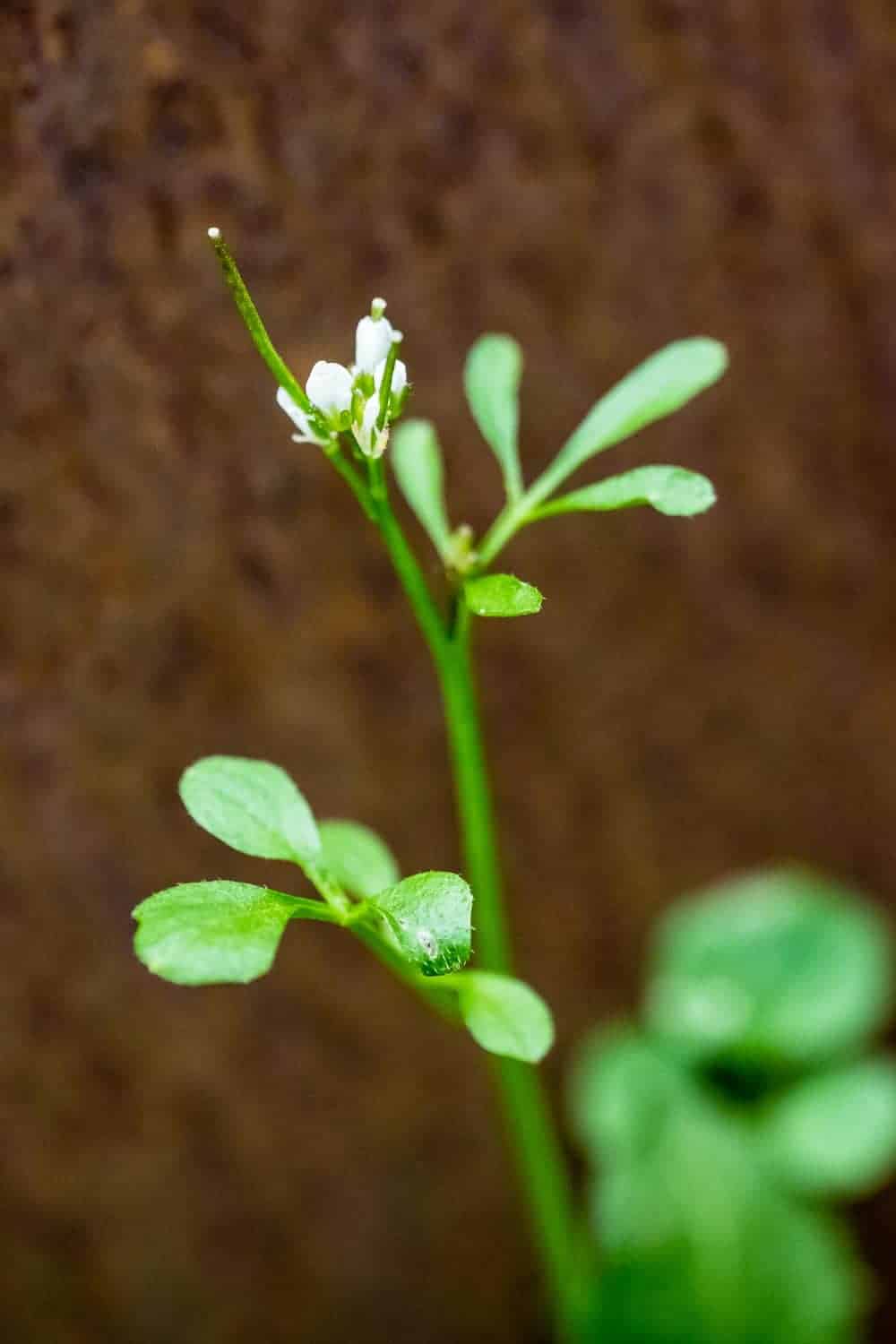 Behaartes Schaumkraut vor der Blüte jäten, wenn man es los werden will.