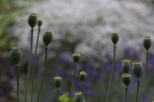mohn12