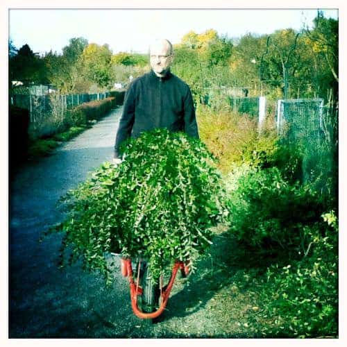 ligusterhecke ausgraben