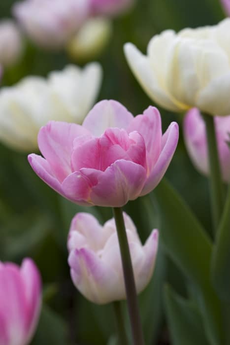 tulpen32