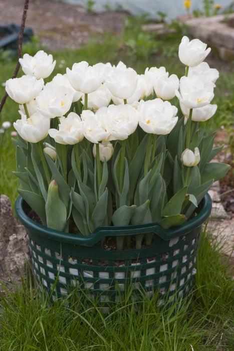 tulpen52