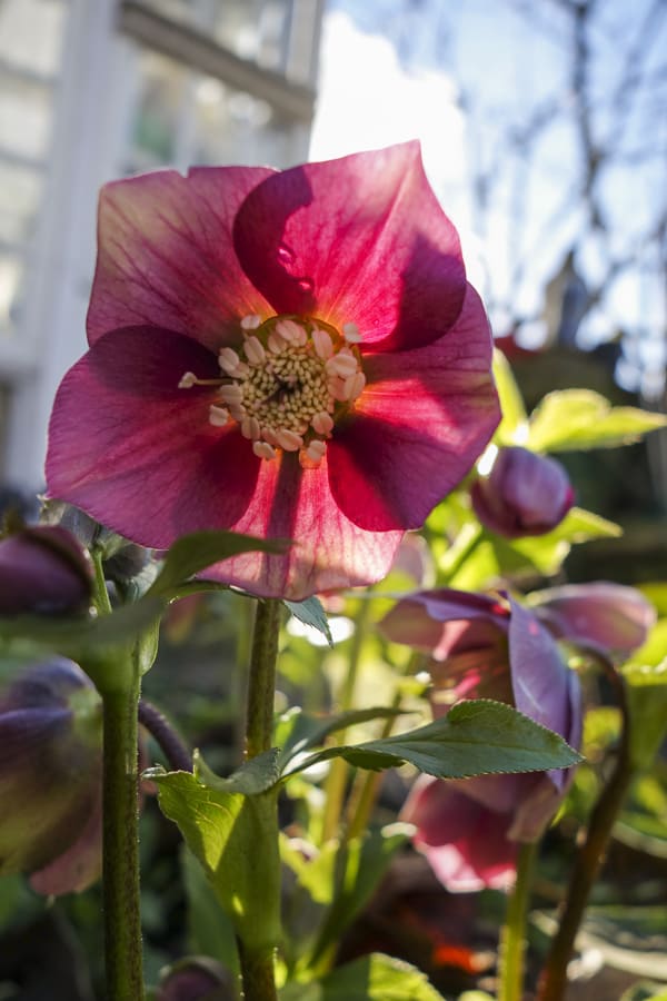 blühende Helleboren
