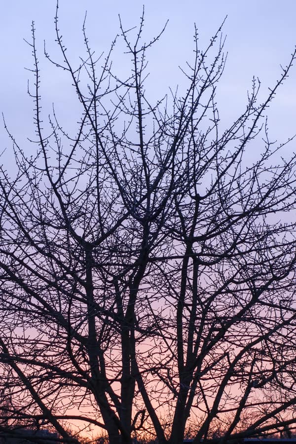 Baum im Sonnenuntergang