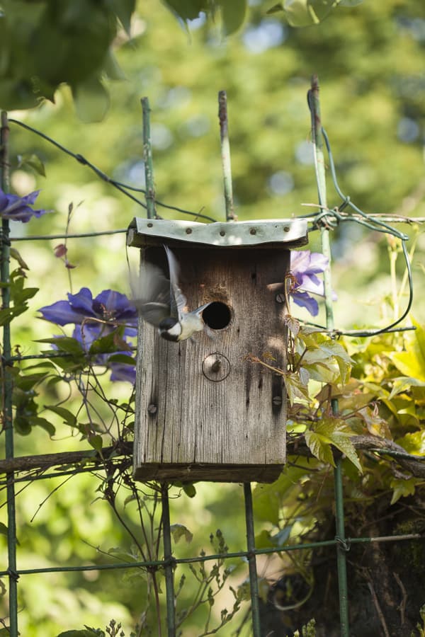 Vogelhäuschen mit Meise