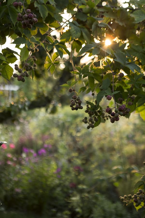Brombeeren am Strauch
