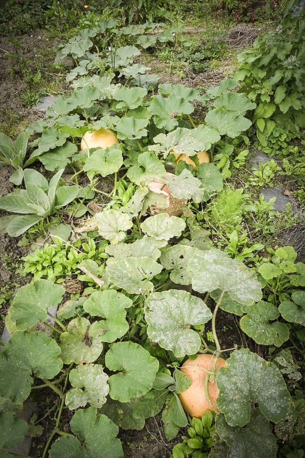 rankender Kürbis Gelber Zentner