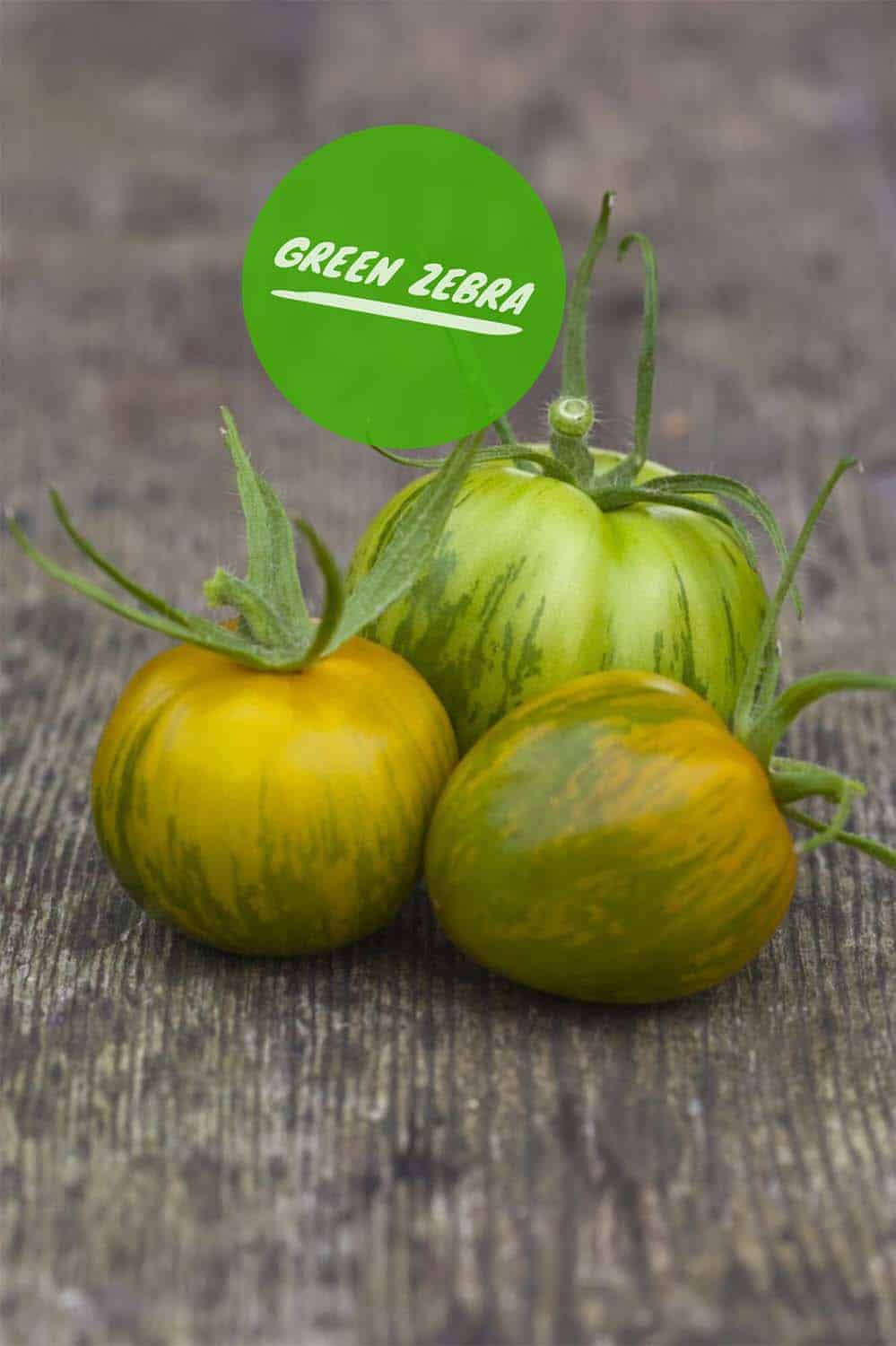 Tomaten selbst ziehen: Green Zebra, sehr leckere, grün gestreifte Sorte