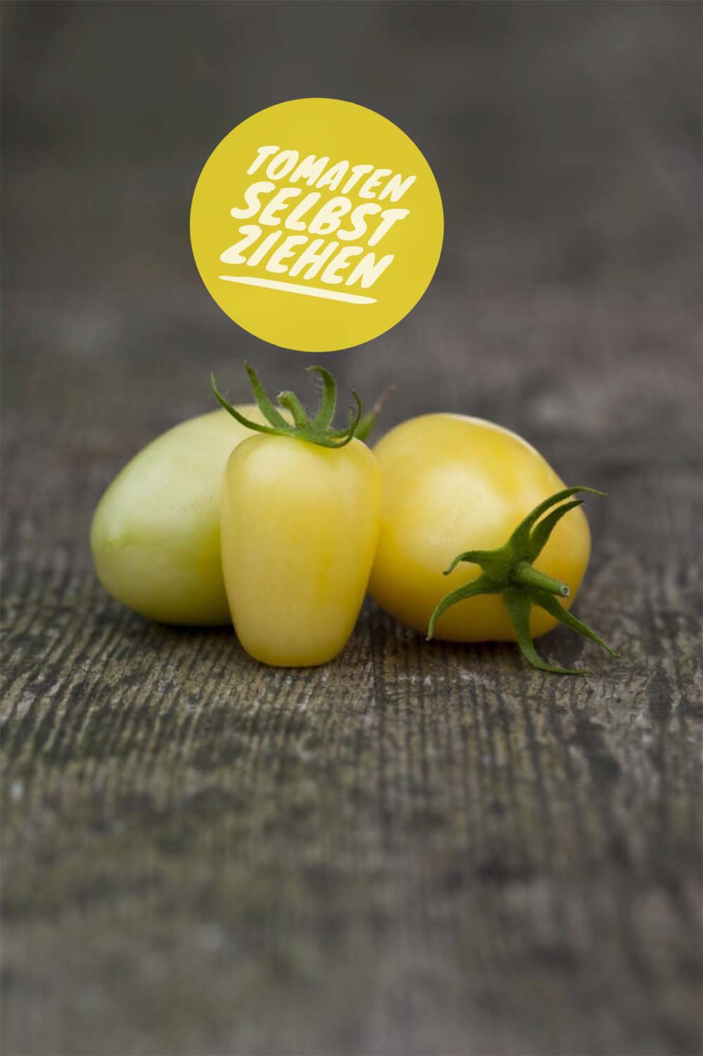 Tomaten selbst ziehen: Cream Sausage, längliche blassgelbe Cocktailtomate