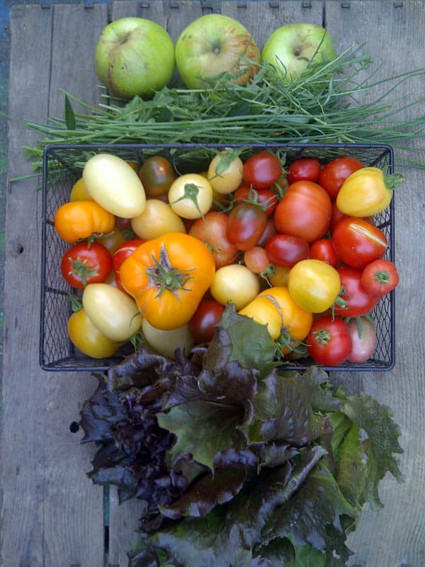 Sortenechte Tomatenpflanzen (alte Tomatensorten) kann man auch kaufen. Vier alte Tomatensorten, deren Anbau lohnt.