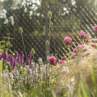 blumen im juli