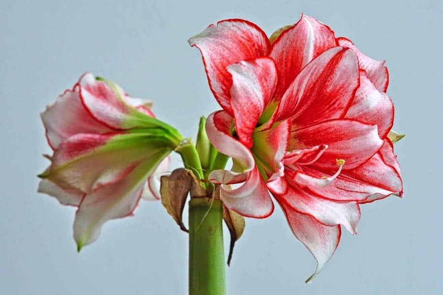 Mein Gartenjahr in zwölf Bildern Amaryllis im Januar in Barbaras Garten