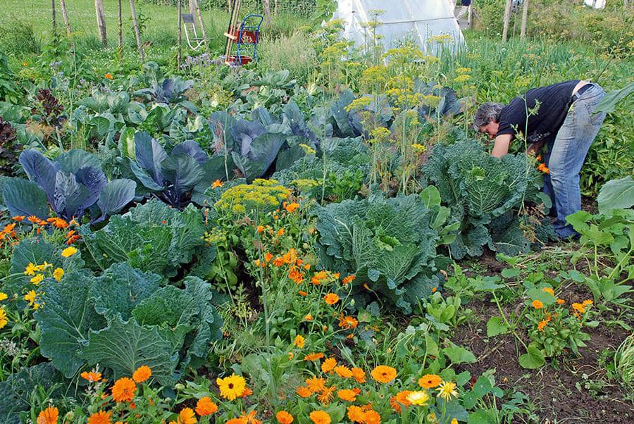 Mein Gartenjahr in zwölf Bildern riesige Kohlköpfe im Juli