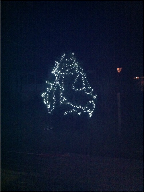Mein Gartenjahr in zwölf Bildern Tanne mit Lichterkette im Dezember