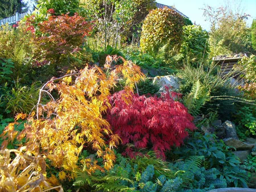 Mein Gartenjahr in zwölf Bildern Farbe im Garten im November