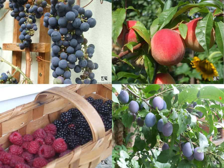 Mein Gartenjahr in zwölf Bildern Garten im August Pecaro Schneider