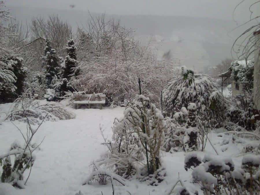 Mein Gartenjahr in zwölf Bildern Garten im Dezember
