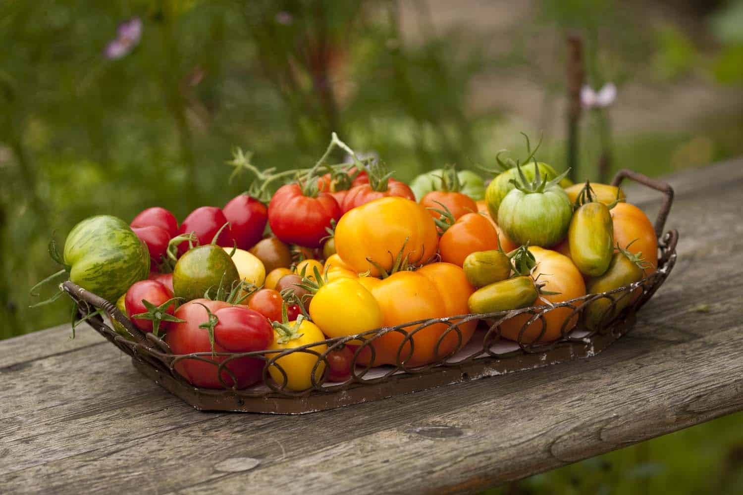 Tomaten – meine Sorten, meine Anbautipps