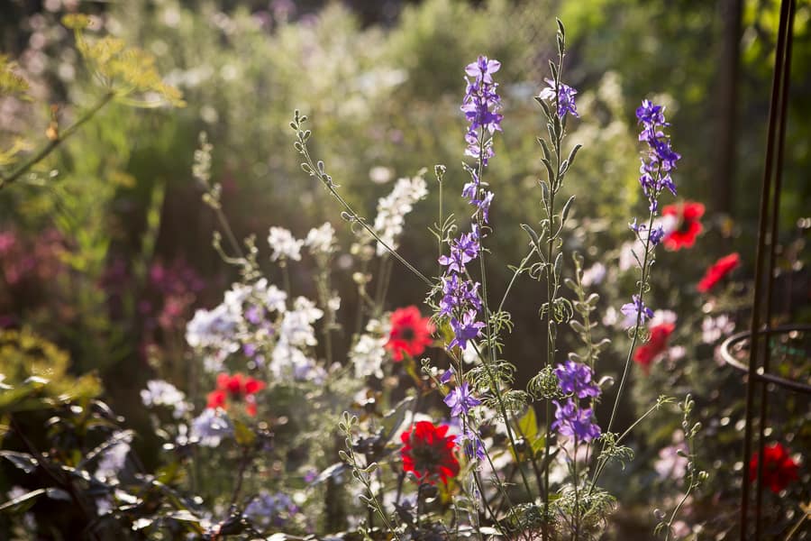 mein bunter Garten, Dahlien und Rittersporn