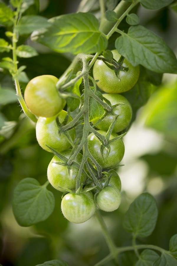 Gemüse in Töpfen anbauen Tomaten im Tomatenhaus