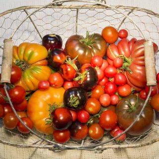 Korb mit alten Tomatensorten