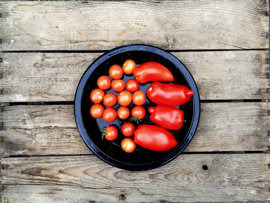 tomatenernte im september