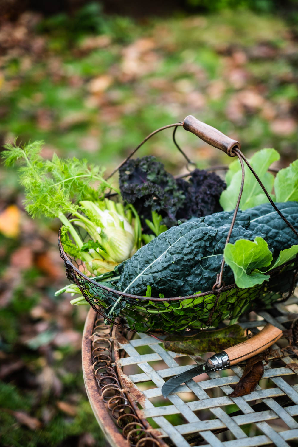 Erntekorb mit Kohl 2 Erntekorb mit Fenchel, Palmkohl, Grünkohl, ewigem Kohl