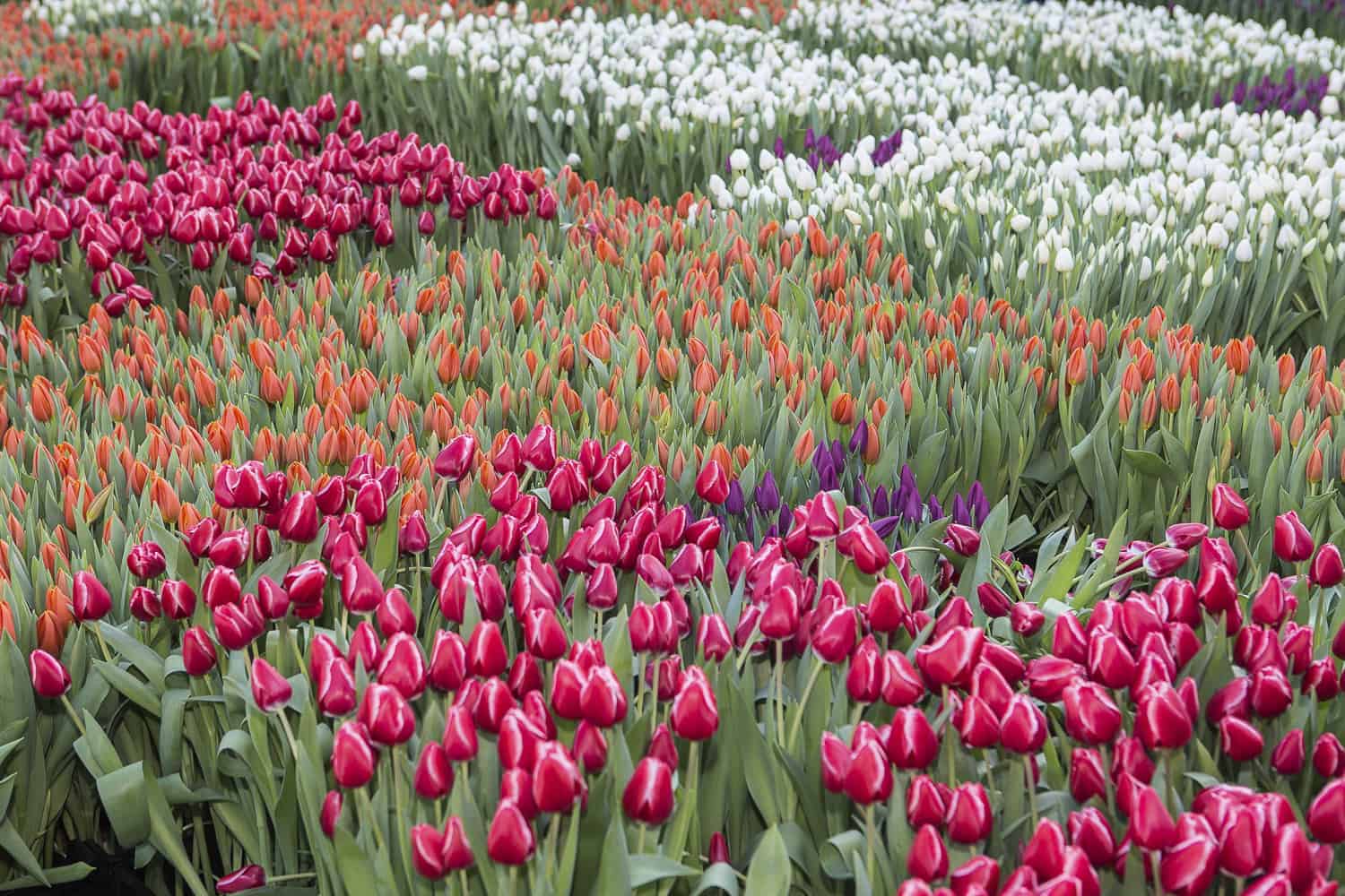 tulpen saisonbeginn