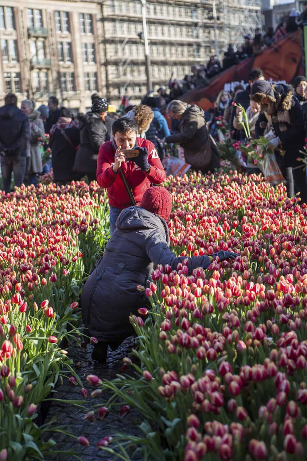 tulpentag amsterdam