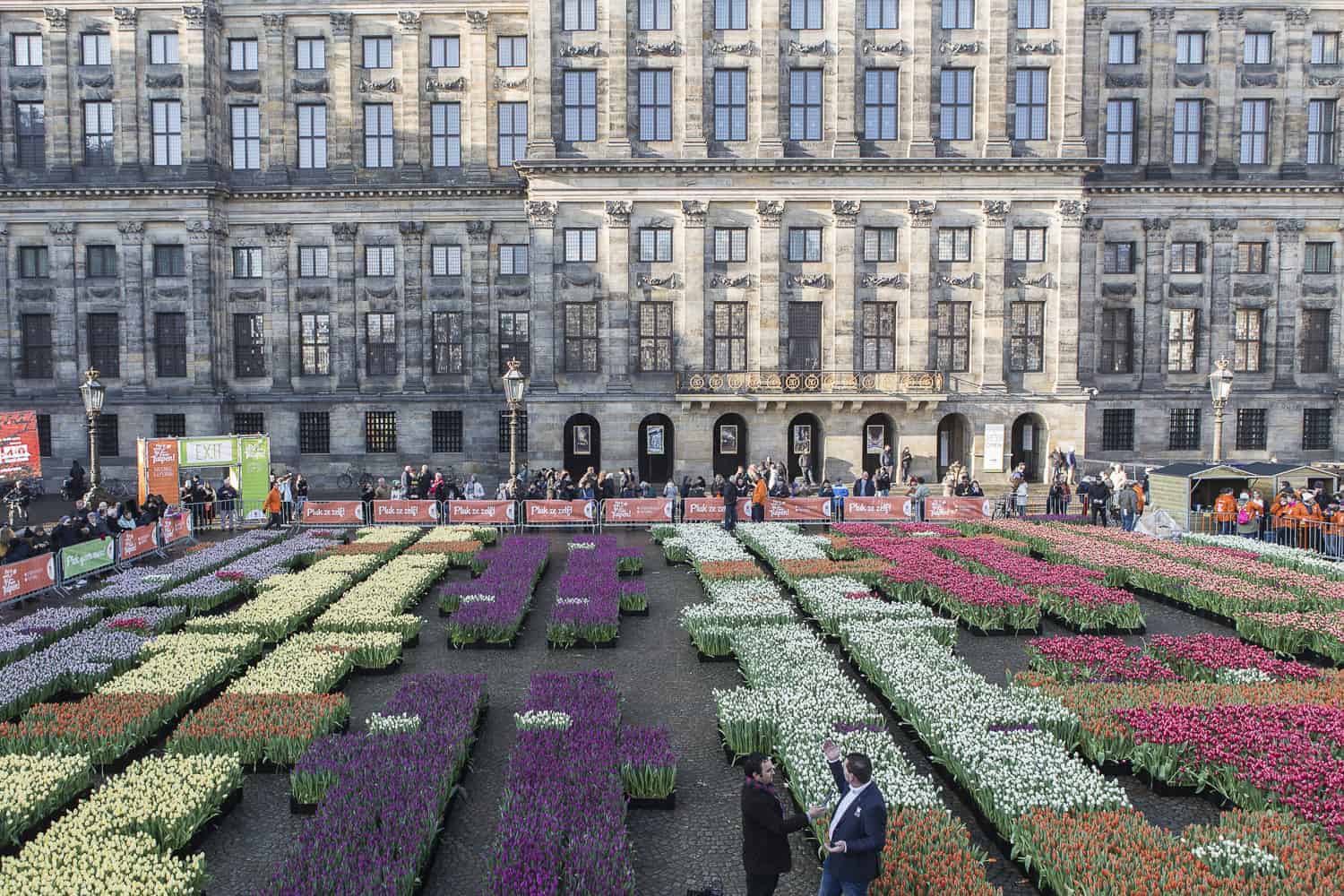 tulpenfeld vor prinzenpalast Amsterdam