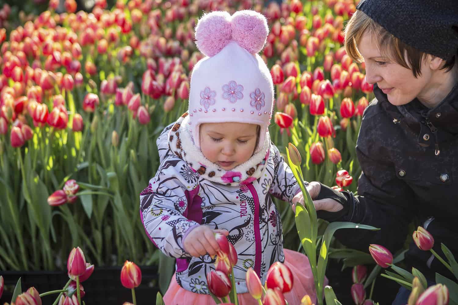 tulpentag amsterdam