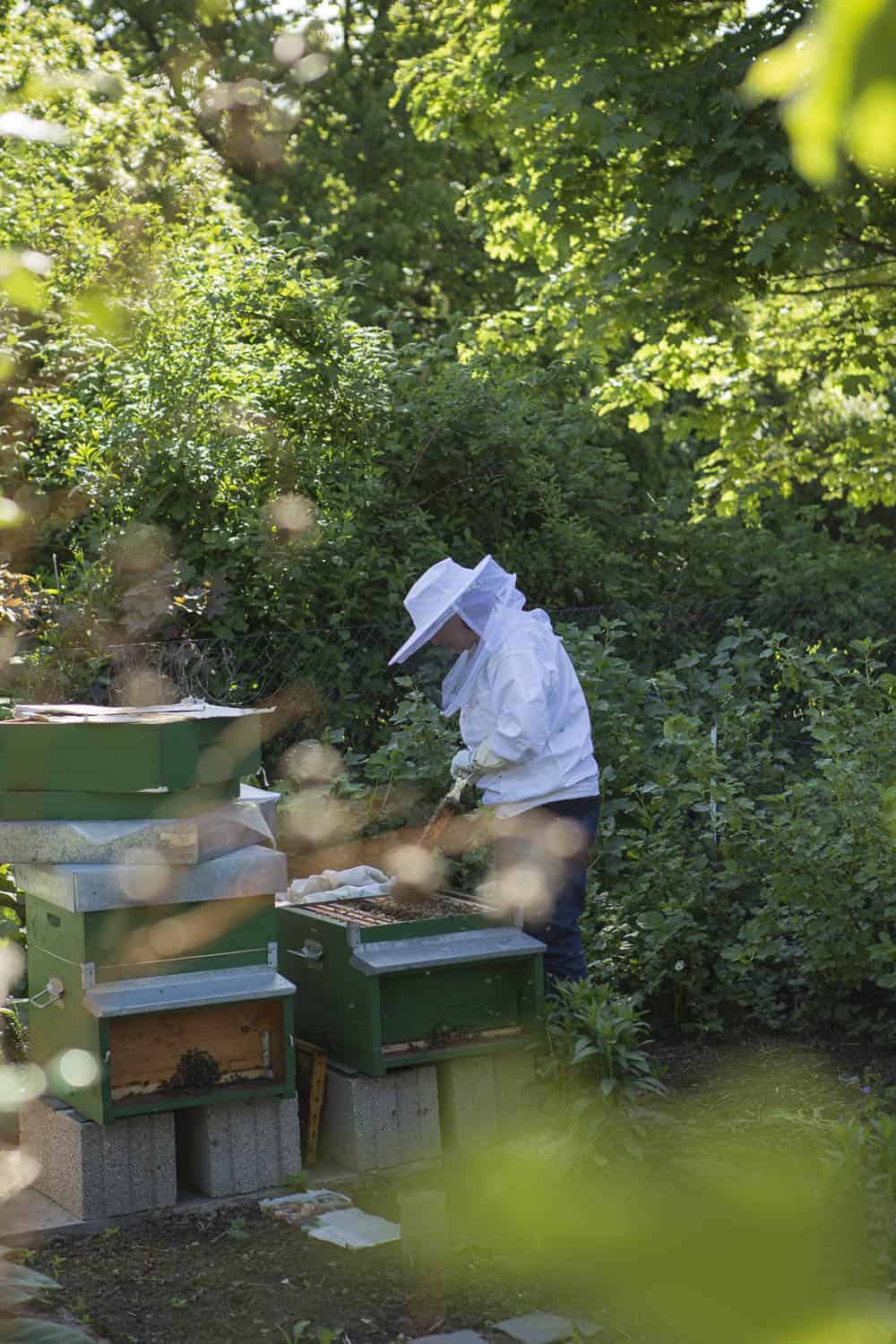 bienen in der Stadt