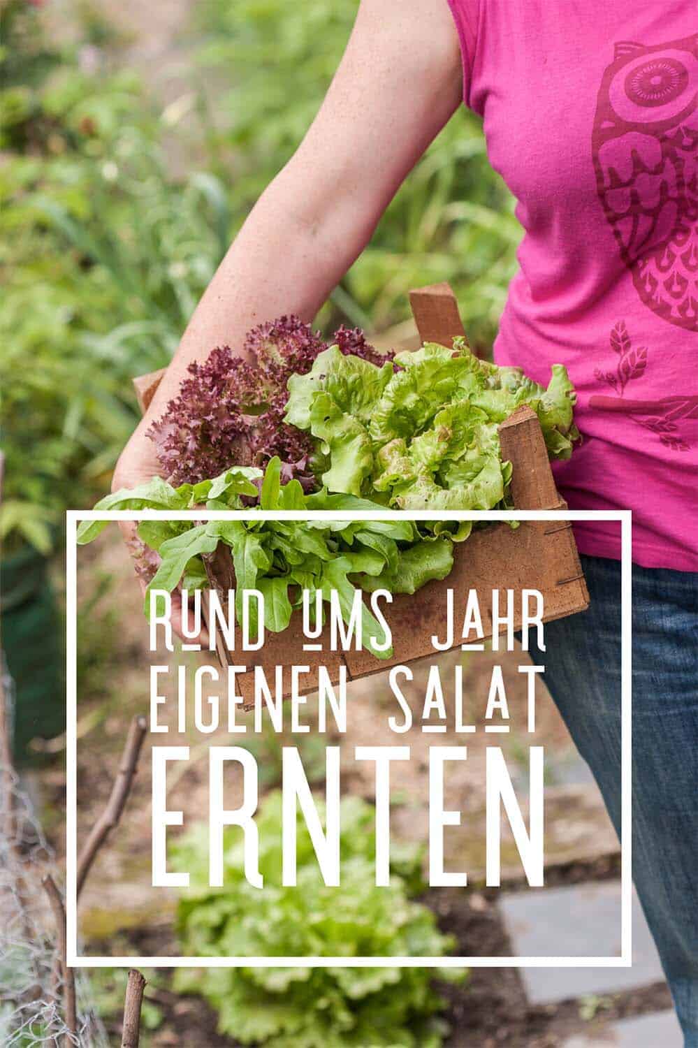 Ihr wollt das ganze Jahr eigenen Salat ernten? Probiert es mal mit meinem "Nie-wieder-Salat-kaufen" Anbauplan. Mit Sorten-Vorschlägen für jeden Monat.