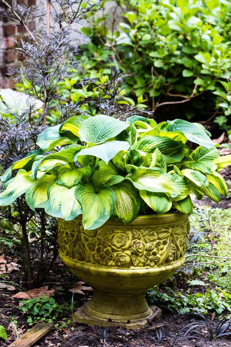 Funkien Schneckenfrei endlich keine angefressenen Blätter mehr