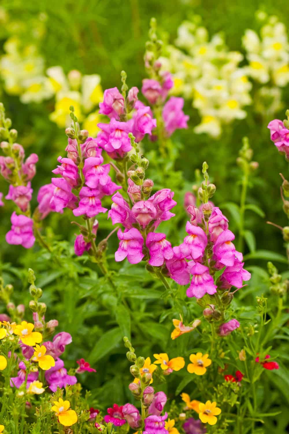 Sommerfluren vorziehen Löwenmäulchen
