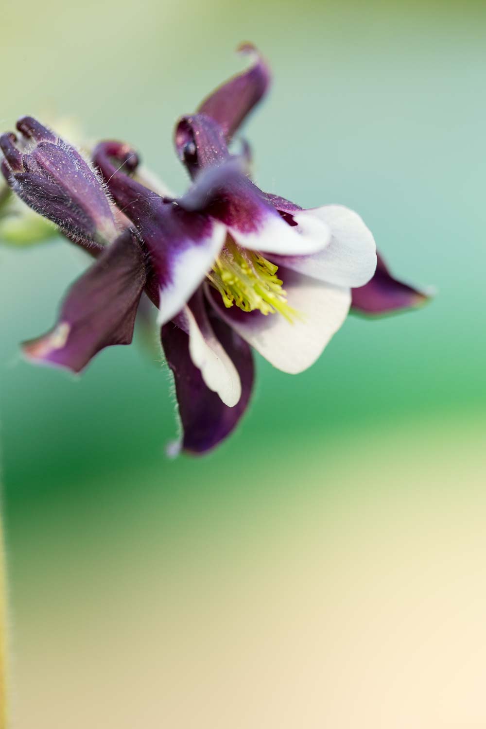 akelei blüte zweifarbig