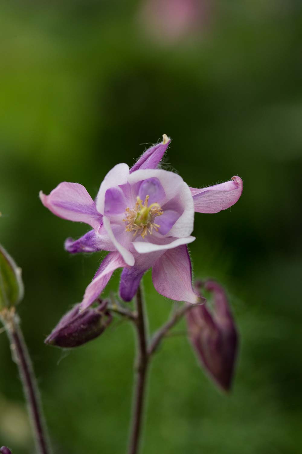 akelei blüte rosé ungefüllt