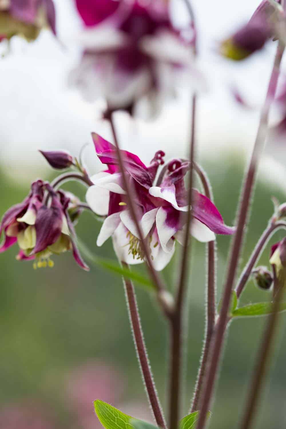 akelei blüte zweifarbig