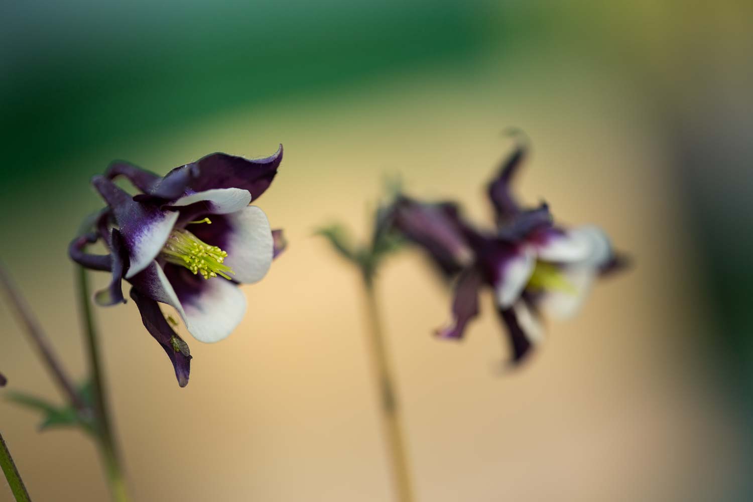 akelei blüte zweifarbig