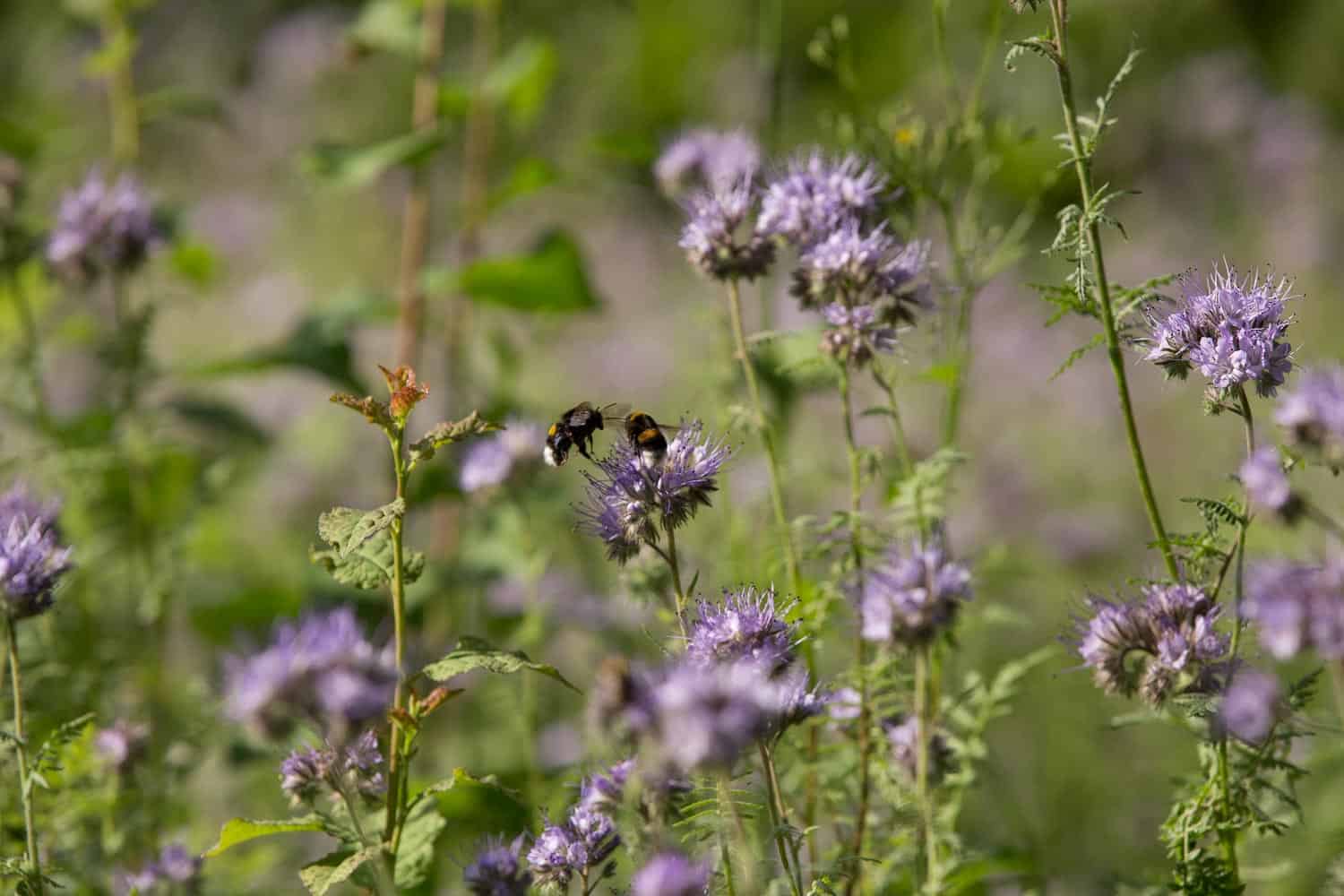Feld mit bienenfreund