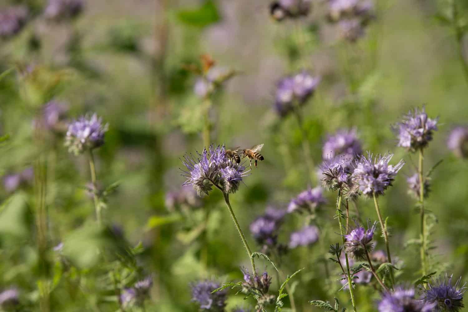 Feld mit bienenfreund