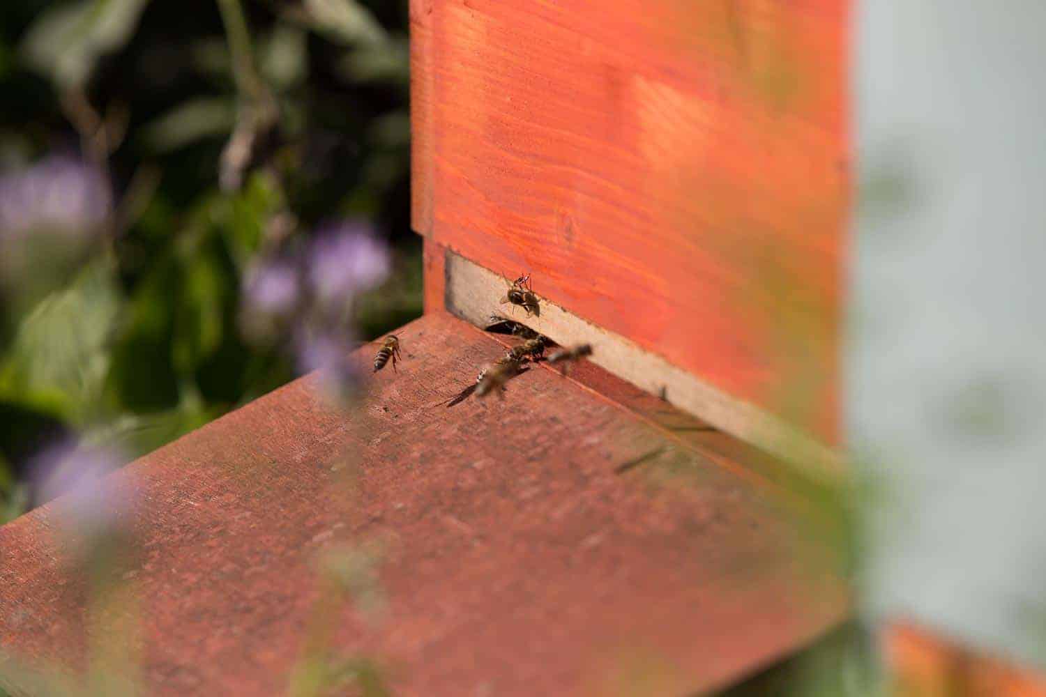 Bienenbeute