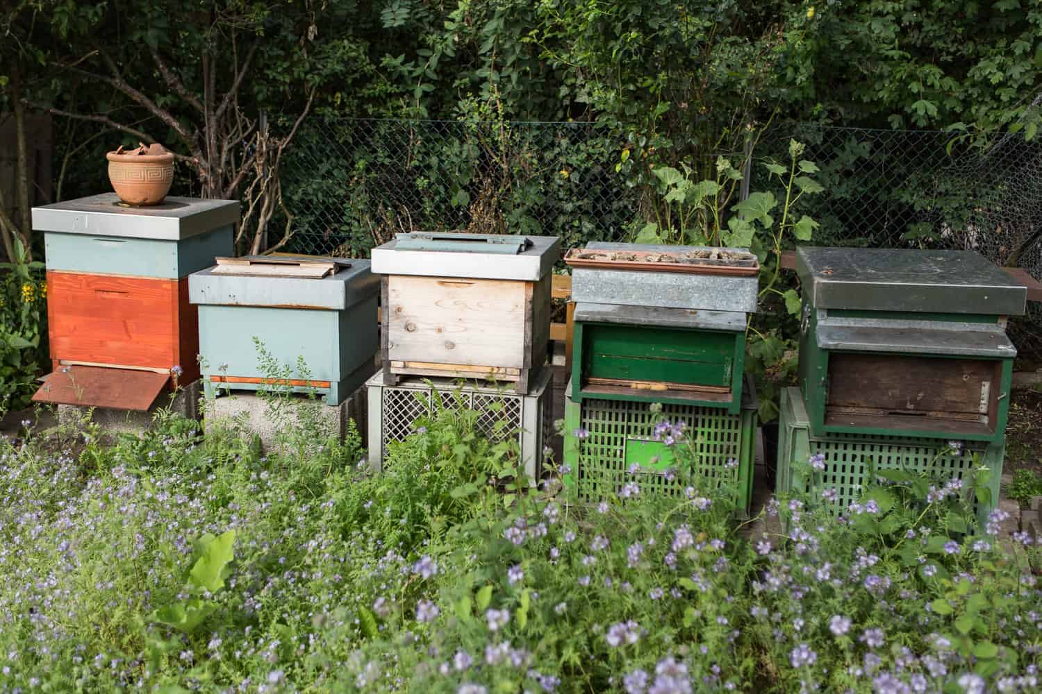 neuer Bienenstand