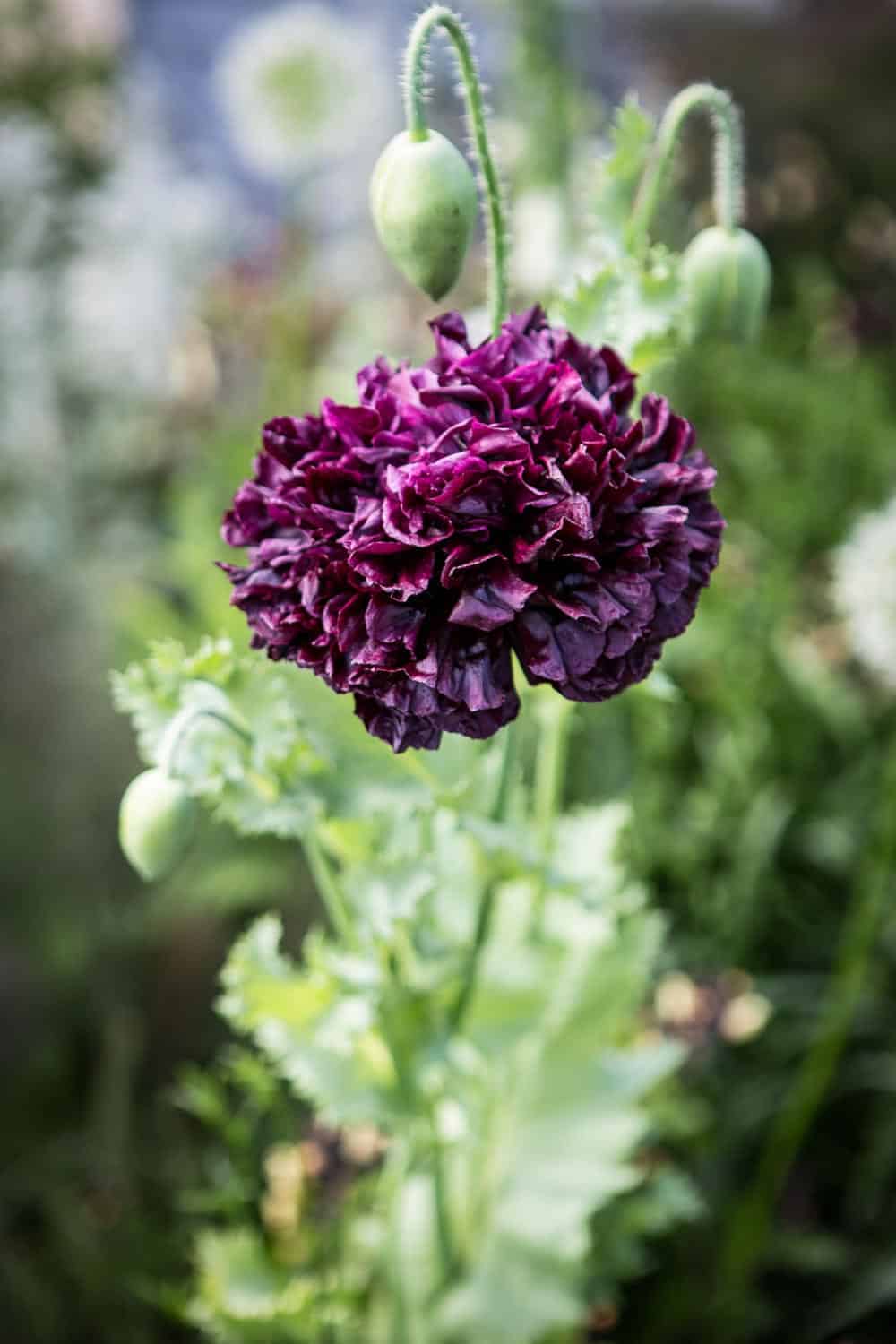 Chelsea flower show 2017 schwarzer Mohn