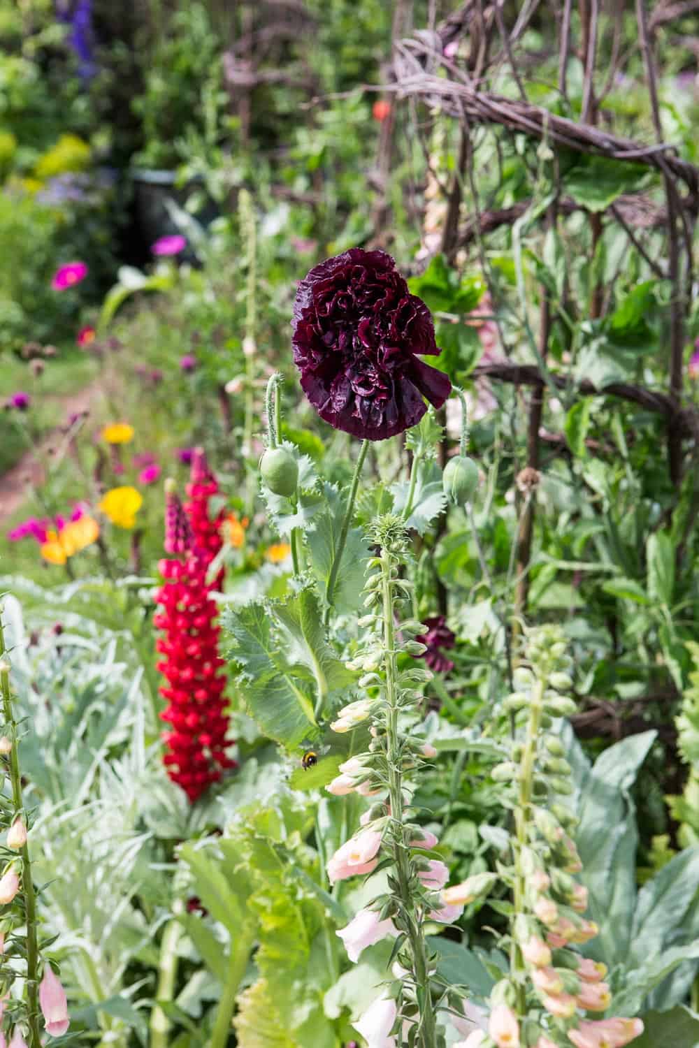 Chelsea flower show 2017