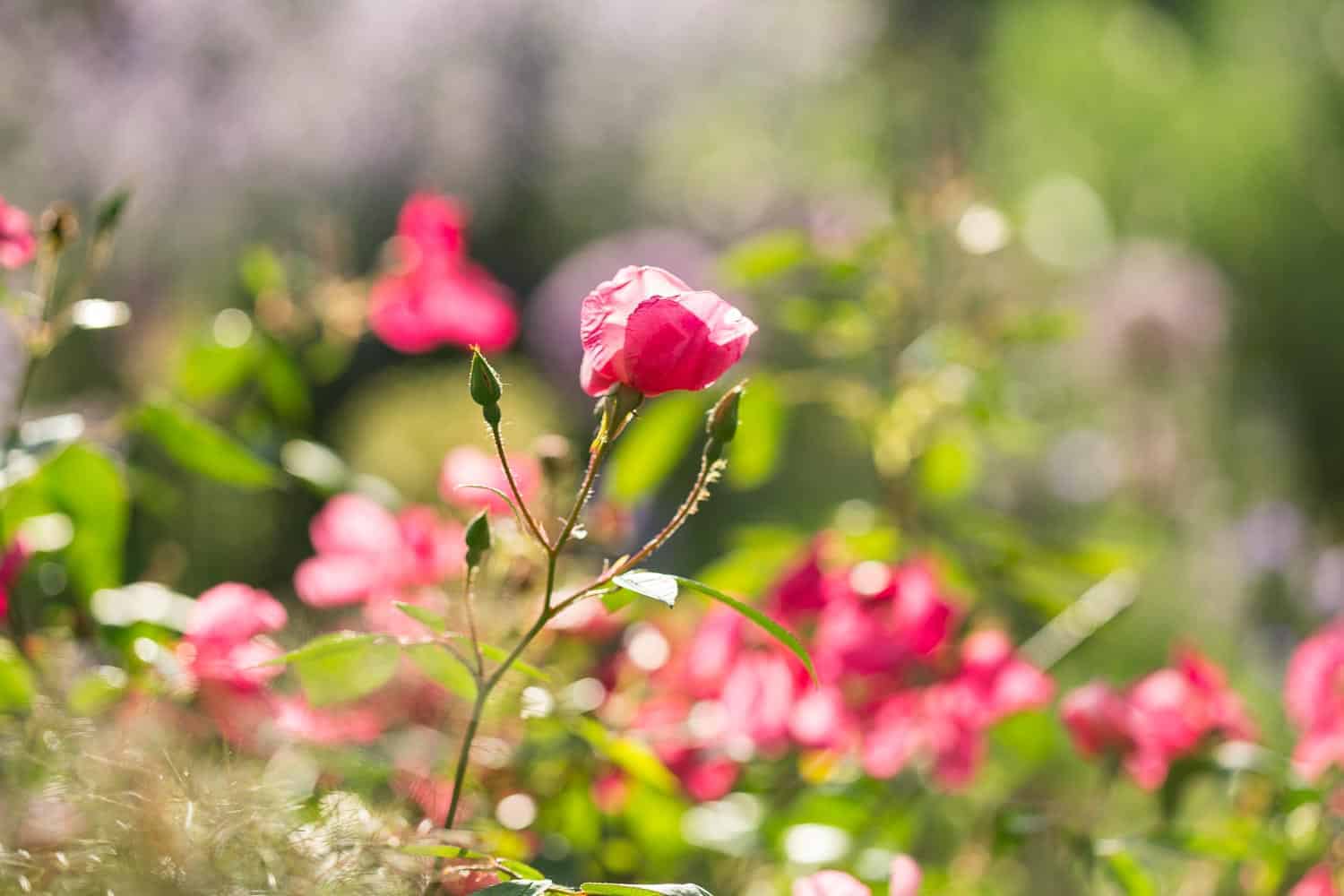 chinarose mutabilis
