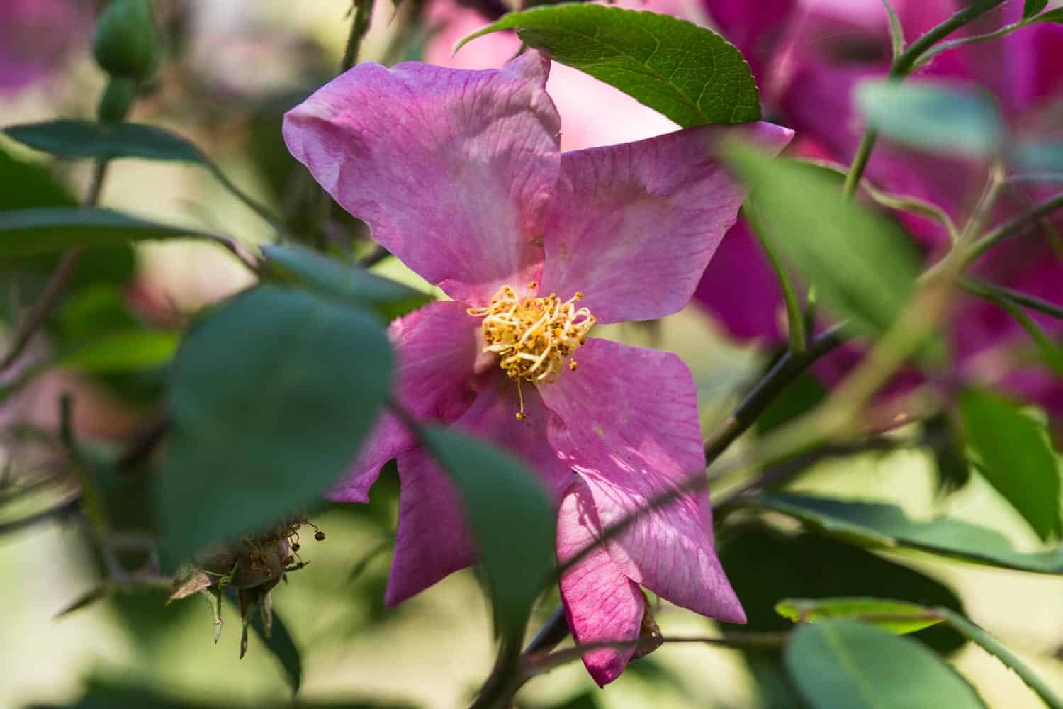 chinarose mutabilis mehrfarbige blüte