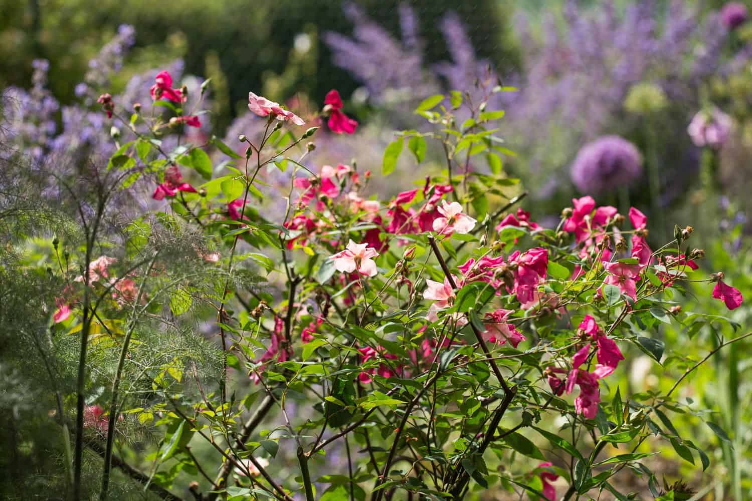 chinarose mutabilis